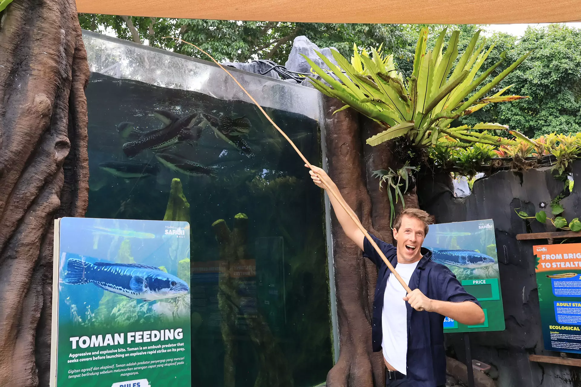 多曼鱼喂食体验